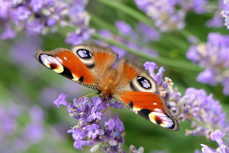Butterfly Effect Stories